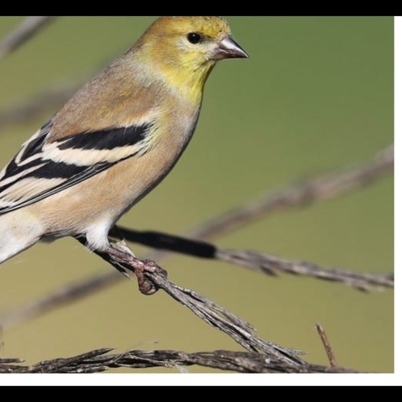 Meet your Posher, Patti - Picture 4 of 4